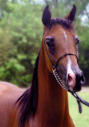 Arabian horse. Foto: Horacio Iannella