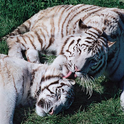 White Tiger. Foto: Horacio Iannella