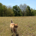 Farm cat