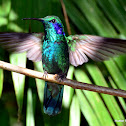 Green Violet-Ear