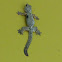 Smooth backed gliding gecko