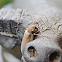 Beetle