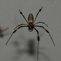 araña
