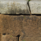 Italian wall lizard