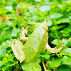 Ranita de Darwin