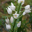 Cephalanthera longifolia