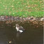 Hawk/eagle