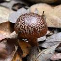 Red-cracked bolete