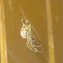 spider