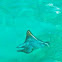 Spotted Eagle Ray