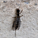 Snakefly