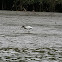 American White Ibis