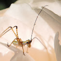 Scudder's Bush Katydid (nymph)