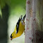 Gold Finch
