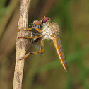 Robber fly