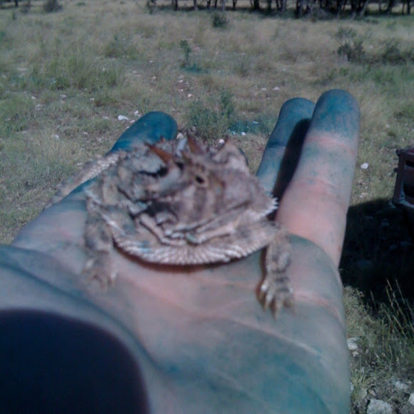 Spotting Image 1