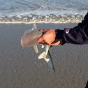 Sandbar Shark