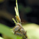 Tortoiseshell Beetle Older Larvae