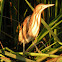 Little bittern