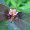 Fraser's Marsh St. Johnswort