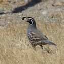 California Quail