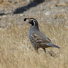 California Quail