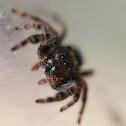Common Jumping Spider