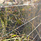 Switchgrass