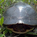 Painted Turtle