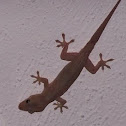 Gecko