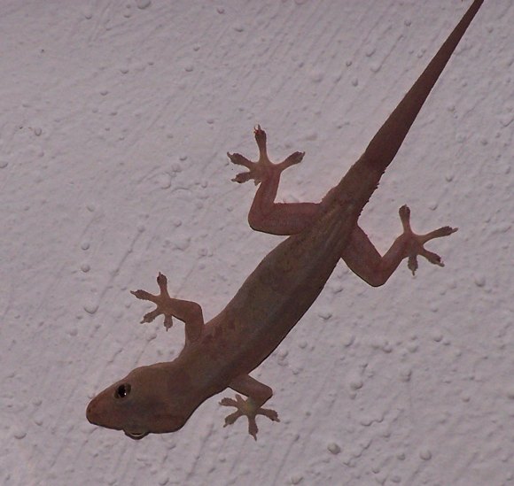 Spotting Image 1