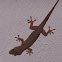 Gecko