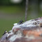 House fly