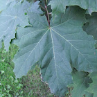 Norway Maple