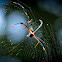 Golden Orb-web Spider
