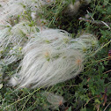 devil's darning needles
