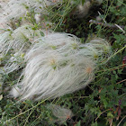 devil's darning needles
