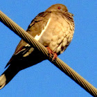 White-winged Dove