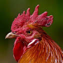 Junglefowl
