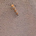 Ailanthus webworm moth
