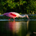 Roseate Spoonbill