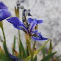 Iris Hookeri