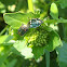 Rape Bug (copulation)