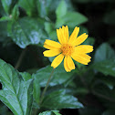 Singapore Daisy
