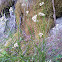 Luzule couleur de neige