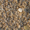 Crab