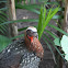 White-crested Guan