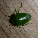 Shield bug