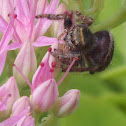 Daring Jumping spider