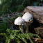 Psathyrella